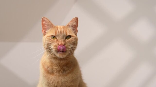 Hungry orange cat looking at camera expectantly waiting for cat food or treats and licking it&rsquo;s mouth