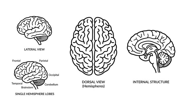 Human Brain Anatomy Illustration: Lateral, Dorsal, and Internal Views