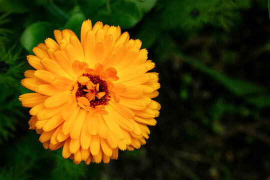 Vibrant orange calendula blossom blooming in summer nature
