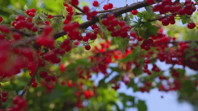 Ripe red currants hanging on branch in summer garden.