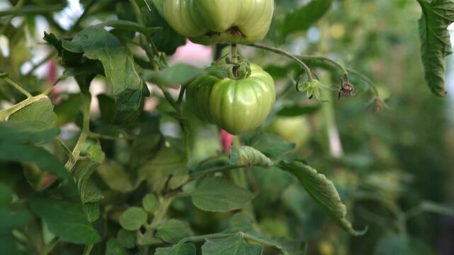Fresh green tomatoes ripening on vines inside organic greenhouse.