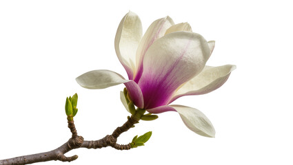 Isolated magnolia flower with delicate petals and green buds on a bare branch, springtime bloom. © Francisco