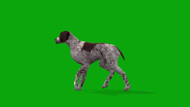 3D Realistic Brittany Dog Slowly Walking animation Loop with side View isolated on Green Screen, 4K High-Resolution Animation of brown-and-white spots dog Walking render on Chroma Key, bird hunter dog