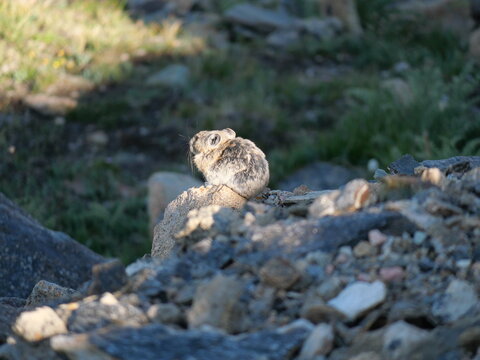 American Pika Bathed in Morning Sunlight in Rocky Mountain National Park, Colorado