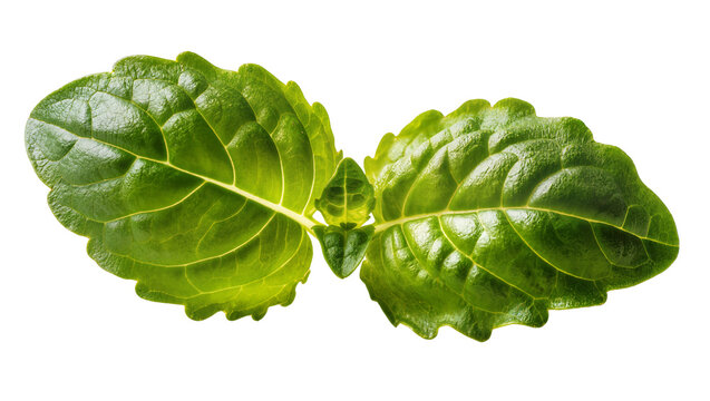 Isolated fresh green organic leaves, vibrant and healthy plant foliage, natural growth