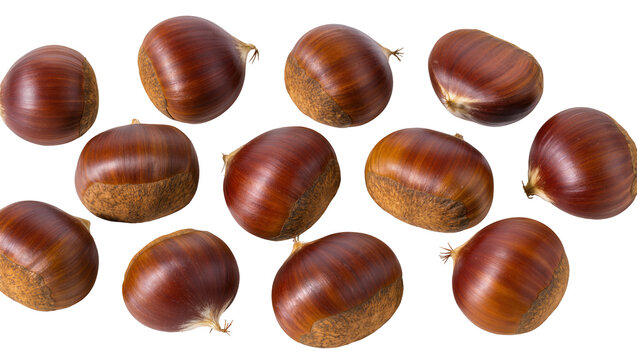 Isolated many shiny brown sweet chestnuts scattered, fresh raw edible organic healthy snack food