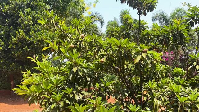 Sapodilla tree with the fruits known as Chiku in forest
