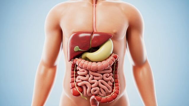 Human digestive system anatomy model showing stomach liver intestines and internal organs