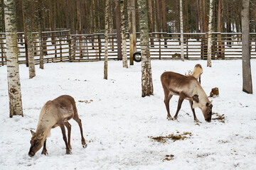 雪景色の中のトナカイ / Reindeer in a Snowy Winter Landscape © 結衣 古賀