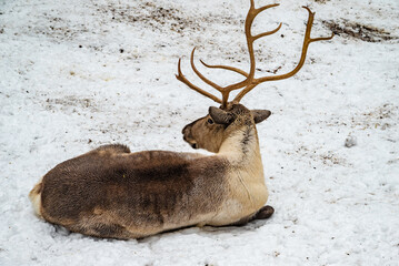 雪景色の中のトナカイ / Reindeer in a Snowy Winter Landscape © 結衣 古賀