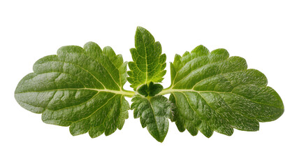 Isolated fresh green herb leaves sprig organic healthy aromatic natural botanical element © Andrei