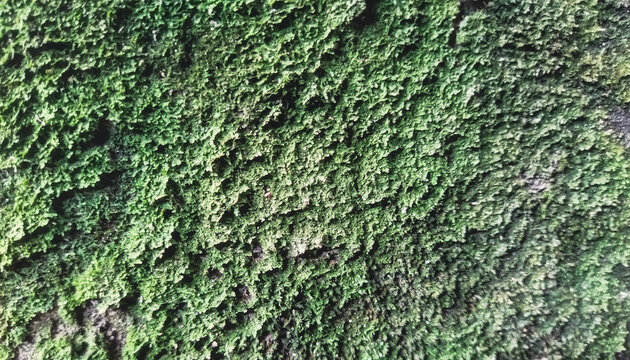 High resolution macro texture of a distressed wall completely covered in thick green moss and natural algae growth, creating a rustic organic pattern backdrop.