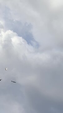 Tumbler Pigeons Flying and Flipping Over a Neighborhood