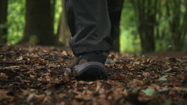 Slow motion low angle gimbal follow shot of man walking across fallen leaves in shaded deciduous forest. Cinematic tracking footage passing tree trunks, capturing hiking, woodland exploration