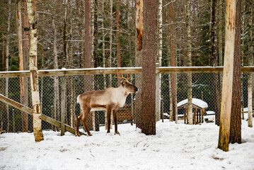雪景色の中のトナカイ / Reindeer in a Snowy Winter Landscape © 結衣 古賀