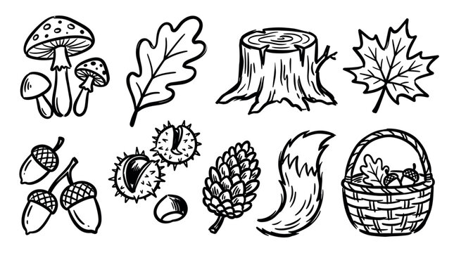 Hand-drawn doodle autumn forest elements collection featuring mushrooms, leaves, acorns, chestnuts, pine cone, tree stump, fox tail, and a basket.