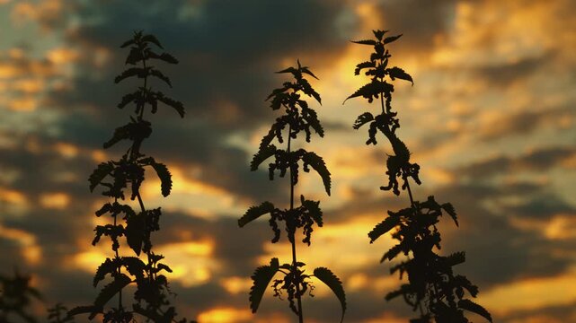 Common nettles backlit by a colorful evening sky with dramatic clouds. Rural scenery, summer sunset and natural environment theme. 4K.