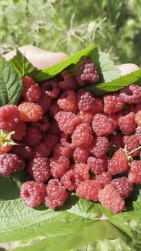 Garden to Palm: Summer Raspberry Harvest