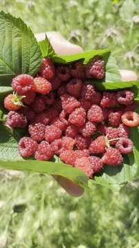 Berry Picking ASMR: Fresh Garden Raspberries