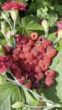 A Handful of Summer: Fresh Raspberry Harvest