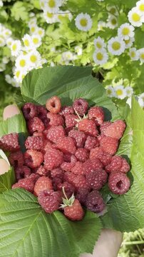 Straight from the Branch: Sweet Raspberry Picking