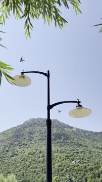 Vertical View of Swallows Resting on a City Light Pole