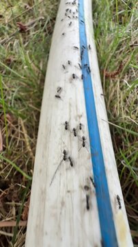 Macro View of a Busy Ant Colony Moving on a Pipe