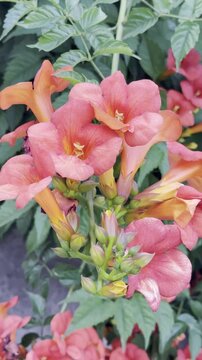 Stunning Trumpet Creeper Blossoms Cascading in Vertical