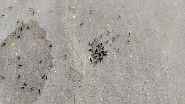 A group of black ants crawling together on a concrete surface.