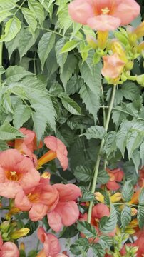 Vibrant Orange Campsis Grandiflora Flowers on a Garden Wall
