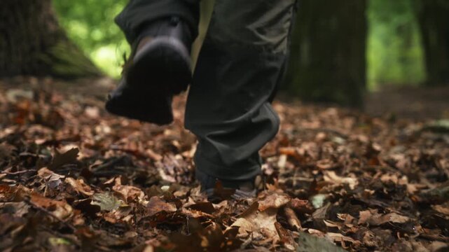 Slow motion low angle gimbal follow shot of man walking across fallen leaves in shaded deciduous forest. Cinematic tracking footage passing tree trunks, capturing hiking, woodland exploration