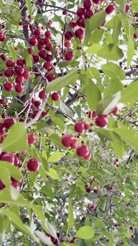 Under the Canopy of a Ripe Sour Cherry Tree