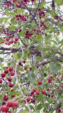 Low Angle View of Fresh Tart Cherries on Branches