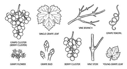 Grape vine botanical hand drawn elements set with berry cluster leaf flower bud and branch vector illustration © Imran