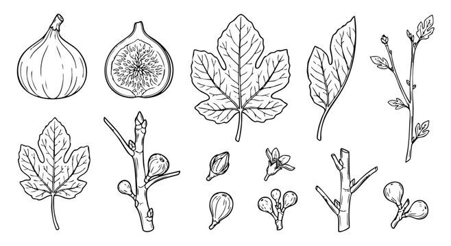 Fig plant botanical hand drawn elements set with leaf fruit slice flower bud and branches vector illustration