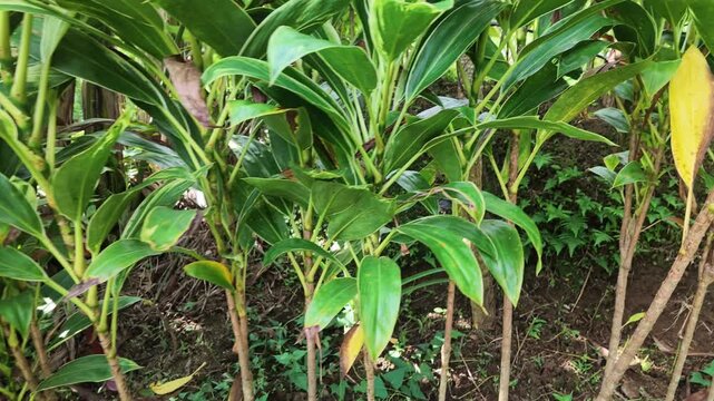 Green Variegated Cordyline Fruticosa Ti Plants Growing in a Tropical Garden