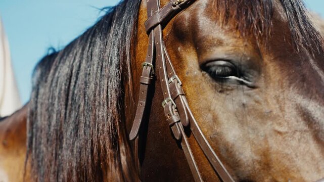 Close up of a brown horse's eye with leather bridle blinking slowly