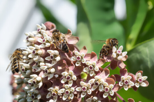 Several bees are collecting nectar on a flower.