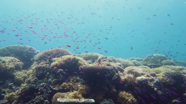 Sealife, Diving near a coral reef. Beautiful colorful tropical fish on the lively coral reefs underwater. Leyte, Philippines.