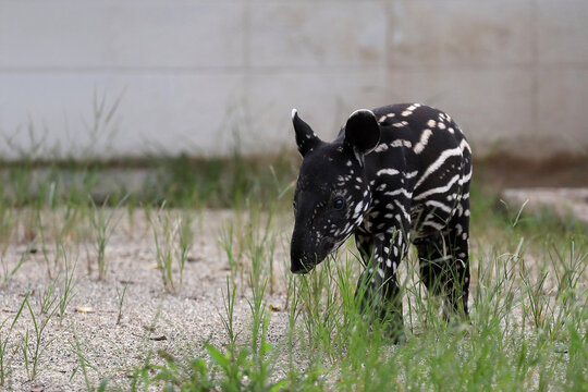 歩くウリ坊模様が可愛いマレーバクの赤ちゃん
