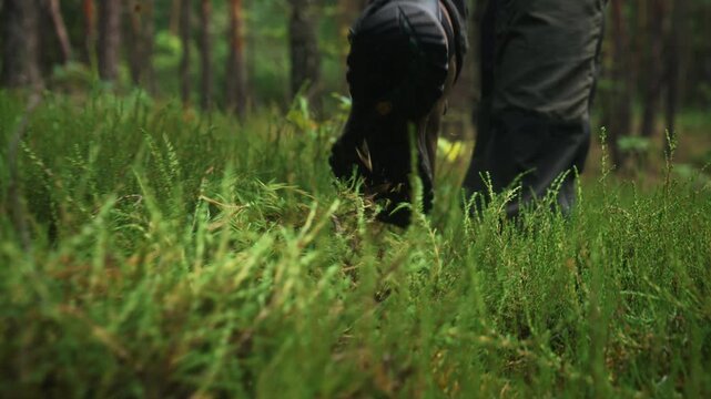 Rear view close-up of male person hiking across forest floor with creeping juniper, moss and natural ground vegetation. Cinematic slow motion follow shot capturing trekking and outdoor recreation