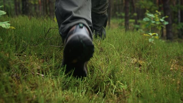 Low angle gimbal follow shot of male hiker walking over green juniper and forest vegetation in pine woodland. Slow motion hiking and wilderness travel, outdoor activity, nature exploration