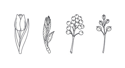 Tulip lily and berry branch minimalist line drawings © Ghiska
