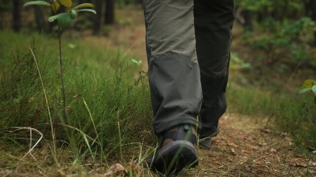 Rear view of male person walking through pine woodland in slow motion. Cinematic gimbal follow close-up shot showing hiking, forest trail, outdoor recreation, wilderness exploration and nature travel