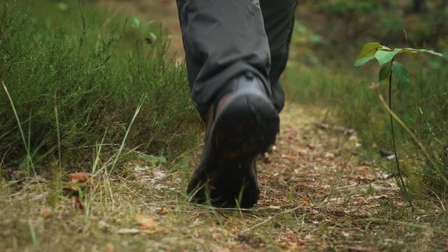 Slow motion tracking shot following male hiker walking through pine forest in summer. Daylight low angle gimbal movement capturing outdoor adventure, trekking, nature exploration and active lifestyle