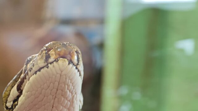 Explore a python in close up at a reptile exhibit during the afternoon