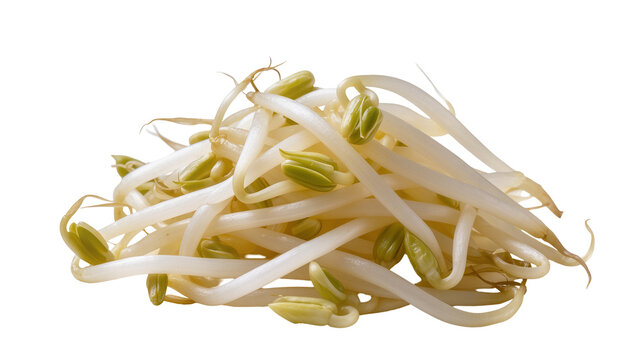 Isolated fresh organic bean sprouts pile, essential healthy ingredient often used in Asian cuisine