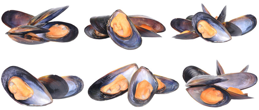 Set ofmussel isolated