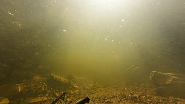 A stationary underwater camera records the dramatic moment a Common Shiner takes the bait in a forest stream.