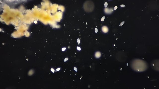 Active Paramecium ciliates and living microorganisms under darkfield microscope